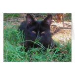 Baby Slate- Black kitty card