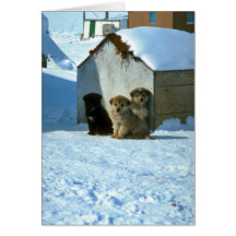 Baby sled dogs, Greenland Greeting Cards
