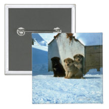Baby sled dogs, Greenland Pinback Button