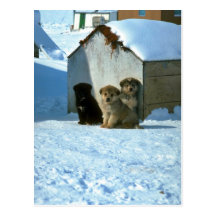 Baby sled dogs, Greenland Postcard