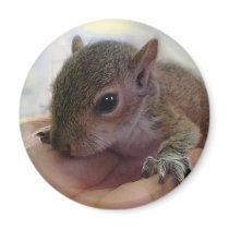 Baby Squirrel Fridge Magnet