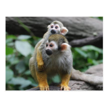 Baby Squirrel Monkey Postcard