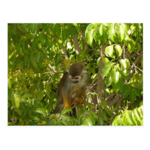 baby squirrel monkey postcards