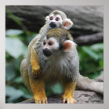 Baby Squirrel Monkey  Poster