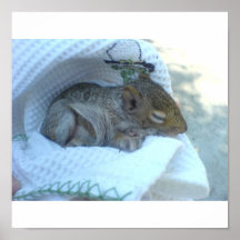 baby squirrel poster
