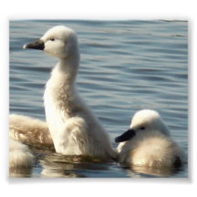 baby swans art photo