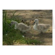 baby swans greeting cards
