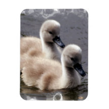 Baby Swans Premium Magnet