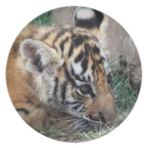 Baby Tiger cub lying down Party Plates
