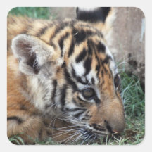 Baby Tiger cub lying down Stickers