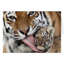 Baby Tiger Having a Bath Greeting Card