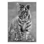 Baby Tiger in Black and white Cards