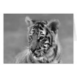 Baby Tiger in Black and white Cards