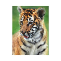 Baby Tiger in colour Canvas Prints