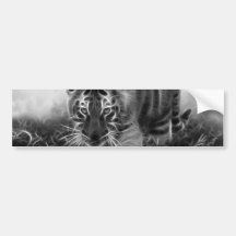 Baby Tiger stalking in Black and white Bumper Stickers