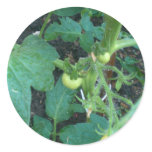 Baby Tomatoes on tree Stickers