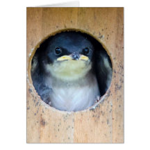 Baby Tree Swallow Greeting Cards