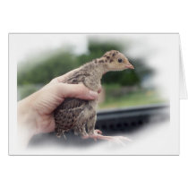 Baby turkey chick being held by a hand card