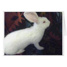 Baby White Flemish Giant Card