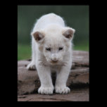 Baby white lion cub series posters