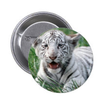 Baby White Tiger Pinback Button