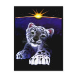 Baby White Tiger Postcard
