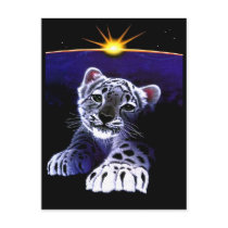 Baby White Tiger Postcard