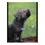 Baby Wolf Howls Postcard