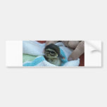 Baby Wood Duck Bumper Sticker