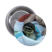 Baby Wood Duck Buttons