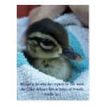 Baby Wood Duck Post Card