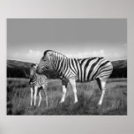 Baby Zebra and mom Print