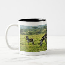 Baby zebra calendars mugs