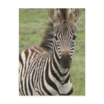 Baby Zebra Postcard