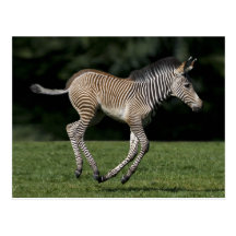Baby Zebra Postcard