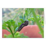 BabySwallowtailCaterpillar Greeting Cards