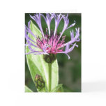 Bachelor Button Flower Photo Greeting Card