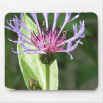 Bachelor Button Flower Photo Mouse Pad