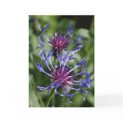Bachelor Button Flowers Greeting Card by PerennialGardens