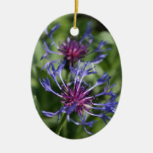 Bachelor Button Ornament