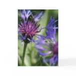 Bachelor Button Plant Greeting Card