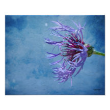 Bachelors Button photography by Michelle Anderson