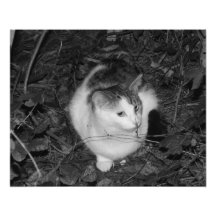 Back Cover 2013 - 2 - B&W Art Photo