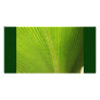Back Lit Palm Leaf in Mexico