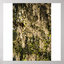 Back Lit Spanish Moss Poster