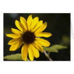 Back Lit Sunflower Card
