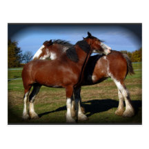 Back scratching mares post cards