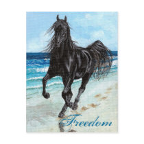 Back Stallion Arabian horse Freedom postcard