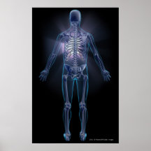 Back view of a human skeleton posters