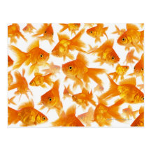 Background Showing a Large Group of Goldfish Post Cards